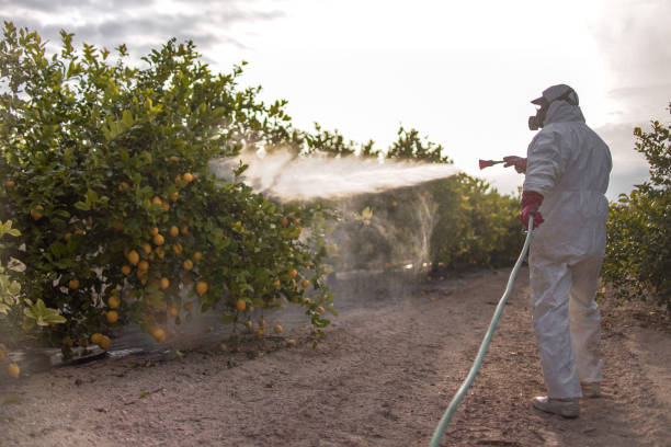 Wasp Removal Services in Aberdeen, SD